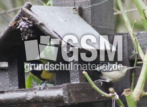 Tannenmeise-und Kohlmeise-35.jpg